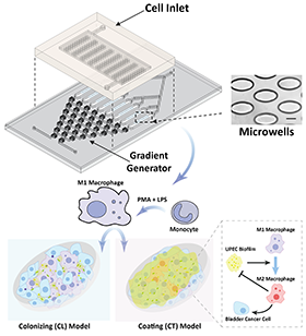 Novel Microfluidic Tumor Model Developed