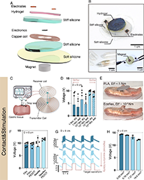 An ingestible, battery-free, tissue-adhering robotic interface for non-invasive and chronic electrostimulation of the gut