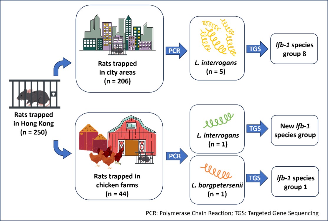 Detection of pathogenic Leptospira spp. in peridomestic Rattus norvegicus in Hong Kong