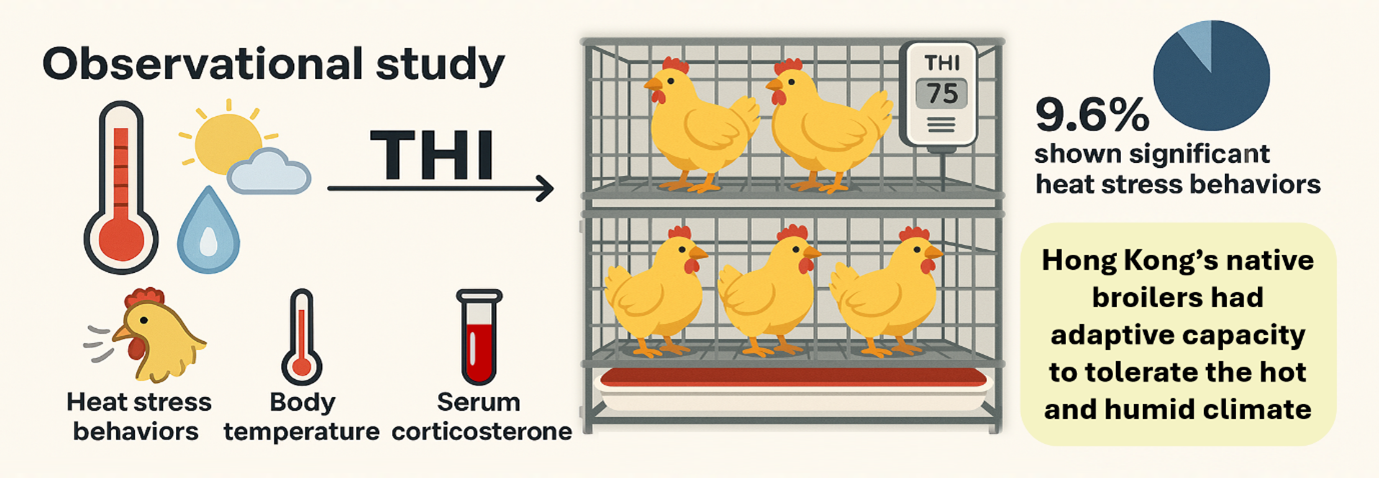 Observational Study on Broiler Heat Stress Behavior