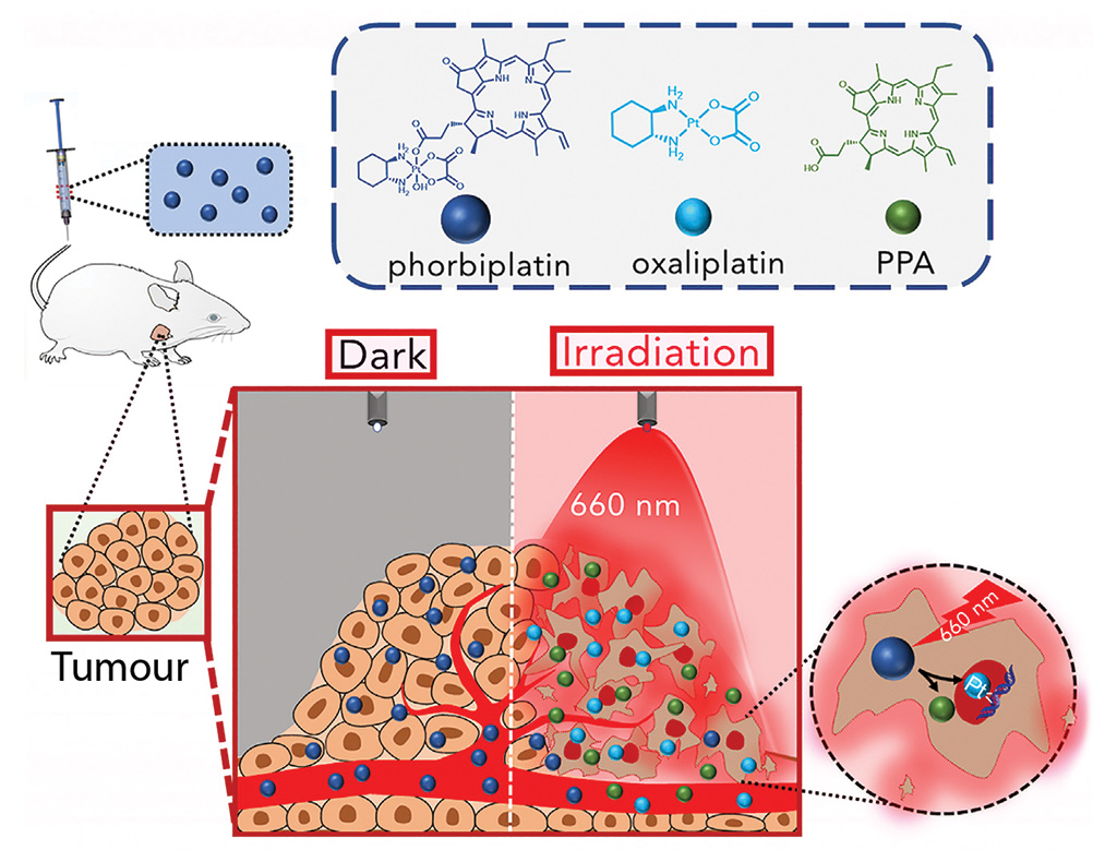 Phorbiplatin can be activated by low-power red-light irradiation
