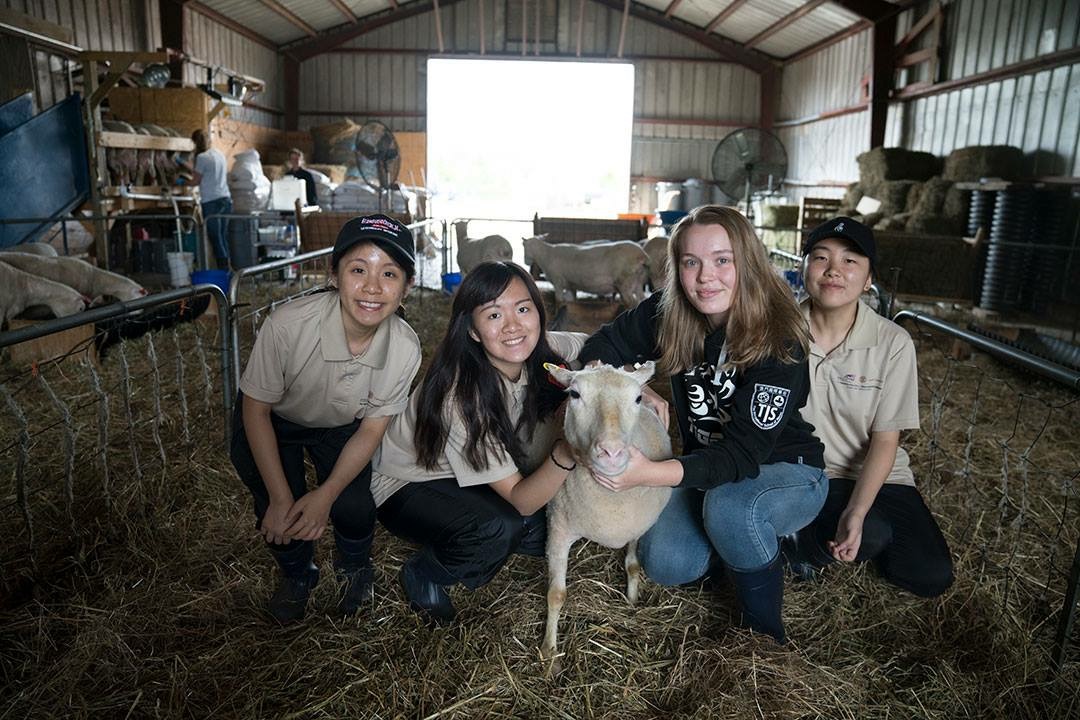 Joey Lam (1st from left) learns　how to take care of goats at the　farm at Cornell University.