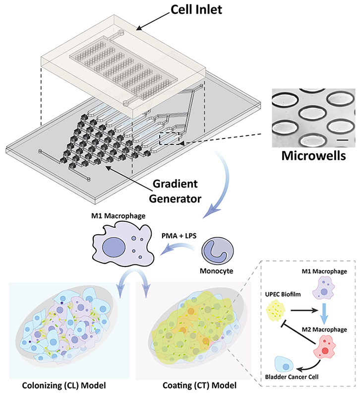 Prof. Bee Luan Khoo and her research team developed a novel microfluidic tumor model