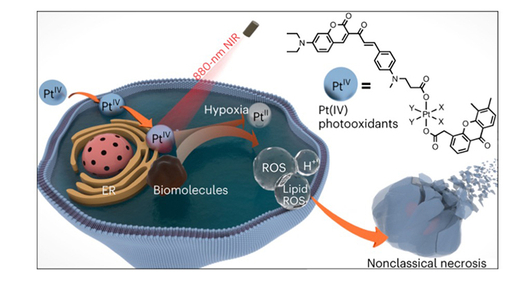 Near-infrared-activated anticancer platinum(IV) complexes directly photooxidize biomolecules in an oxygen-independent manner